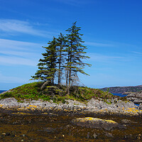 Buy canvas prints of Trees on a Tiny Island by Jacqi Elmslie