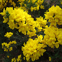 Buy canvas prints of Yellow Gorse in Scotland by Jacqi Elmslie