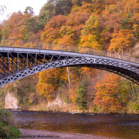 Buy canvas prints of The Bridge at Craigellachie with Autumn Colour by Jacqi Elmslie