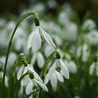 Buy canvas prints of A Drift of Snowdrops by Jacqi Elmslie