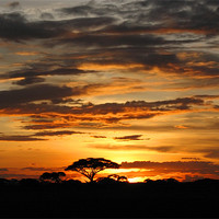 Buy canvas prints of African Sunset by Jacqi Elmslie