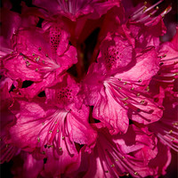 Buy canvas prints of Rhododendron Cynthia by Jacqi Elmslie