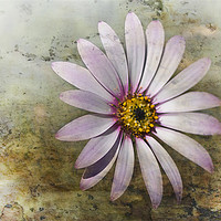 Buy canvas prints of African Daisy by Jacqi Elmslie