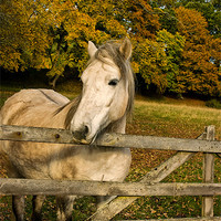 Buy canvas prints of White Horse by a Gate by Jacqi Elmslie
