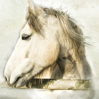 Buy canvas prints of White Horse Looking Sideways by Jacqi Elmslie
