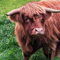 Buy canvas prints of Highland Cow by Jacqi Elmslie