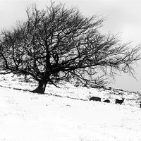 Buy canvas prints of Tree in Snow with Deer by Jacqi Elmslie