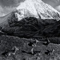 Buy canvas prints of Deer in Snowy Scottish Mountains by Jacqi Elmslie