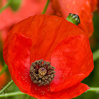 Buy canvas prints of Red Poppy by Jacqi Elmslie