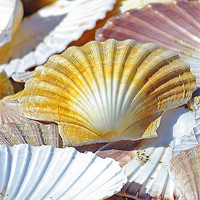 Buy canvas prints of Sea Shells by Jacqi Elmslie