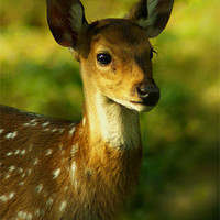 Buy canvas prints of Little Bambi Deer by Jacqi Elmslie