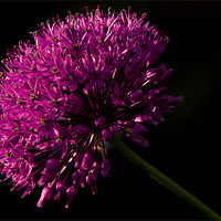 Buy canvas prints of Allium Purple Sensation by Jacqi Elmslie