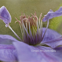 Buy canvas prints of Lilac Clematis by Jacqi Elmslie