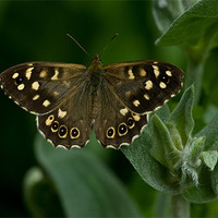 Buy canvas prints of Speckled Wood Butterfly by Jacqi Elmslie
