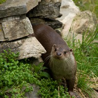 Buy canvas prints of Inquisitive Otter by Jacqi Elmslie