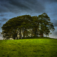 Buy canvas prints of The Copse on the Hill by Jacqi Elmslie