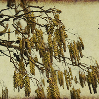 Buy canvas prints of Spring Catkins by Jacqi Elmslie