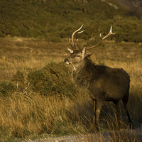 Buy canvas prints of Monarch of the Glen by Jacqi Elmslie