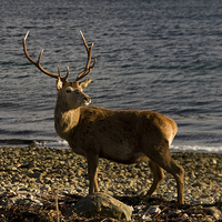 Buy canvas prints of Stag on the Beach by Jacqi Elmslie