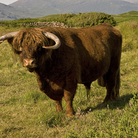 Buy canvas prints of Highland Cow Scotland by Jacqi Elmslie