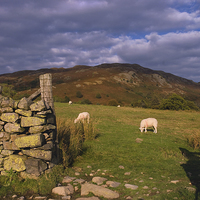 Buy canvas prints of Grazing Lake District Sheep  by Jacqi Elmslie