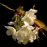 Buy canvas prints of  Sprig of White Cherry Blossom by Jacqi Elmslie