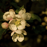 Buy canvas prints of  Apple Blossom by Jacqi Elmslie