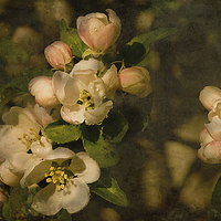Buy canvas prints of Old fashioned Apple Blossom  by Jacqi Elmslie