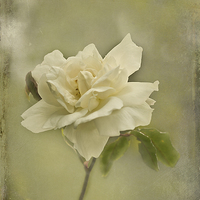 Buy canvas prints of Vintage White Climbing Rose  by Jacqi Elmslie