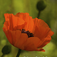 Buy canvas prints of Red Oriental Poppy  by Jacqi Elmslie