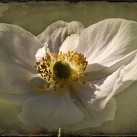 Buy canvas prints of  Japanese Anemone by Jacqi Elmslie