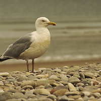 Buy canvas prints of The Grumpy Gull  by Jacqi Elmslie