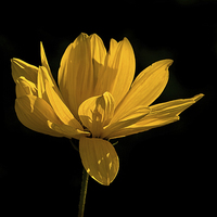 Buy canvas prints of  Yellow Coreopsis Flower by Jacqi Elmslie