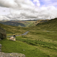 Buy canvas prints of  Sheep on Hardknotts Pass by Jacqi Elmslie