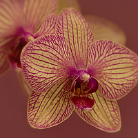 Buy canvas prints of Butterfly Orchid by Jacqi Elmslie