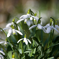 Buy canvas prints of Spring Snowdrops by Jacqi Elmslie