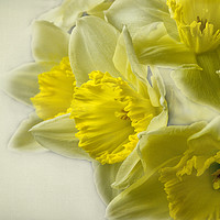 Buy canvas prints of Spring Daffodils by Jacqi Elmslie