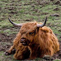 Buy canvas prints of Glamorous Highland Cow by Jacqi Elmslie