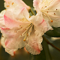 Buy canvas prints of Rhododendron Flower Close Up by Jacqi Elmslie