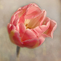 Buy canvas prints of Old Fashioned Pink Tulip by Jacqi Elmslie