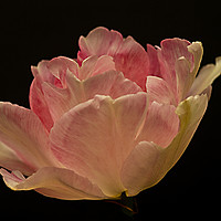 Buy canvas prints of Just One Tulip Flower by Jacqi Elmslie