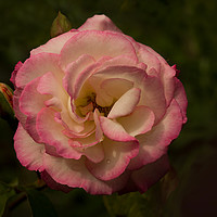 Buy canvas prints of Double Delight Rose by Jacqi Elmslie