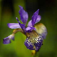 Buy canvas prints of Purple Iris  by Jacqi Elmslie