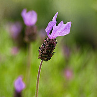 Buy canvas prints of French Lavender by Jacqi Elmslie