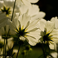 Buy canvas prints of White Cosmos by Jacqi Elmslie
