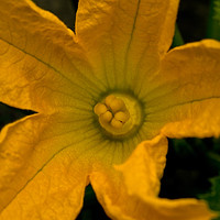 Buy canvas prints of Yellow Courgette Flower by Jacqi Elmslie