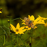 Buy canvas prints of Yellow Summer Daisies by Jacqi Elmslie