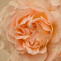 Buy canvas prints of Romantic Rose by Jacqi Elmslie