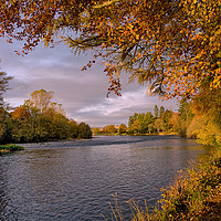 Buy canvas prints of Autumn Gold by the River Ness by Jacqi Elmslie
