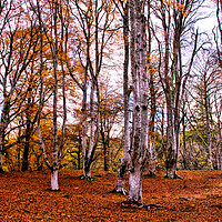 Buy canvas prints of Autumn Trees in Cawdor Woods by Jacqi Elmslie